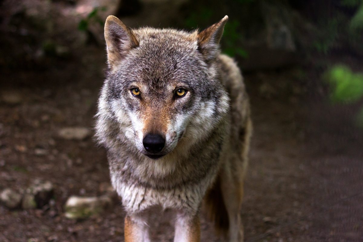 Wolfssichtung in Dormagen: Mehrere Tiere in der Region?